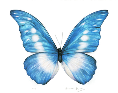 Butterfly project Blue