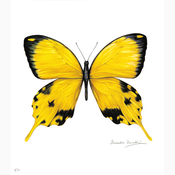 Butterfly project Yellow